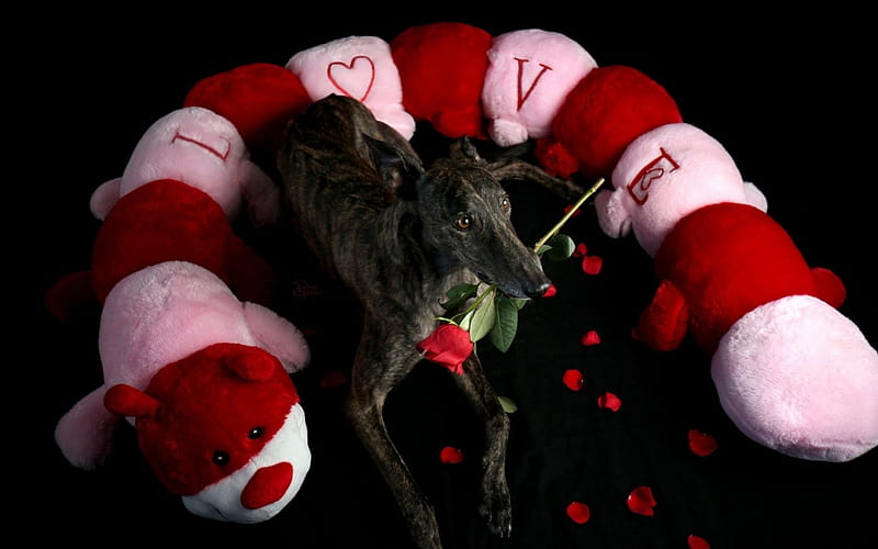 For you!, red, rose, toy, black, valentine, animal, cute, love, flower, petals, white, dog, HD wallpaper