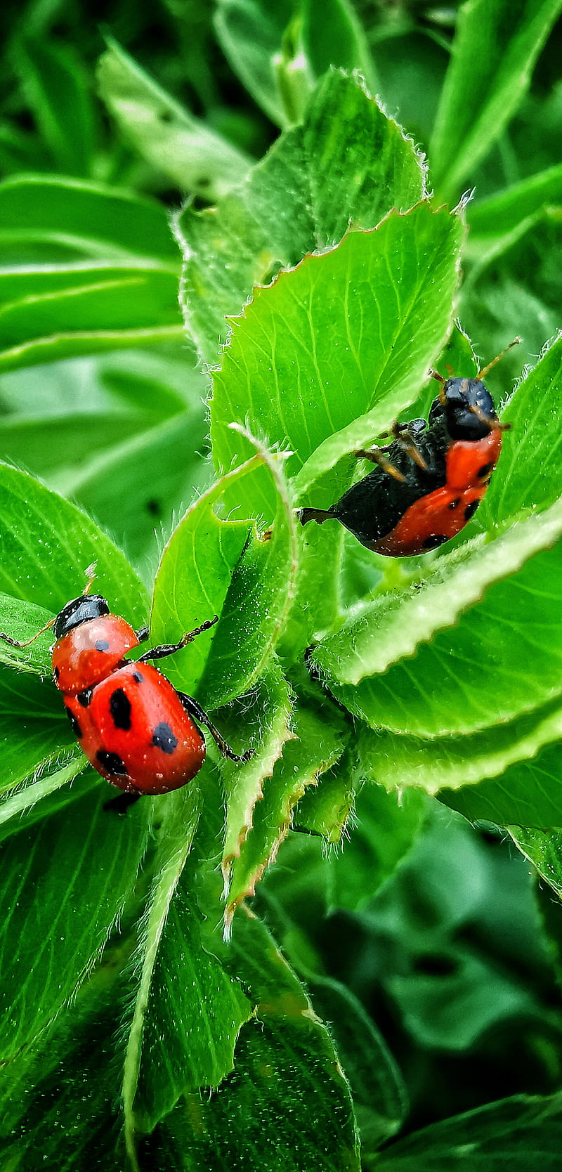 Plants bugs, insects, nature, HD phone wallpaper