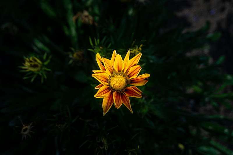 Yellow Flower in Tilt Shift Lens, HD wallpaper