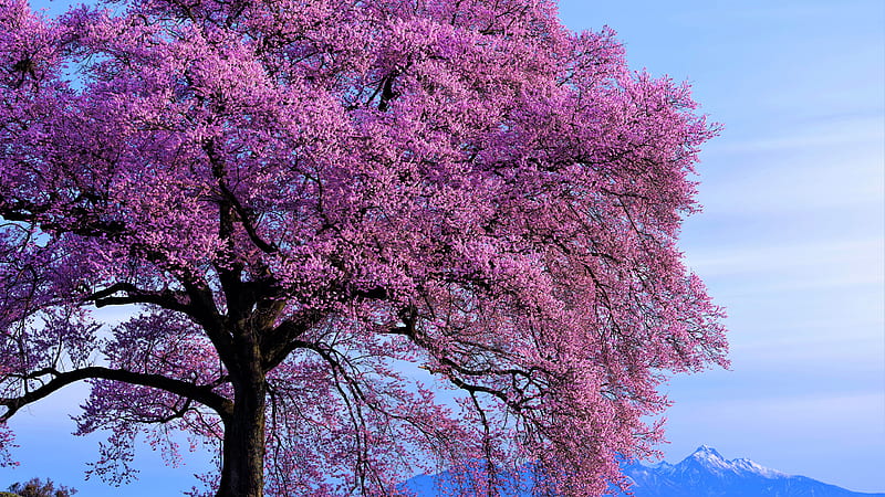 Pink Cherry Blossom Flowers Tree Branches In Blue Sky Background Nature, HD wallpaper