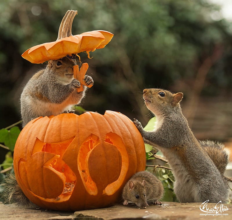Halloween, cute, veverita, squirrel, pumpkin, funny, animal, hat, HD wallpaper