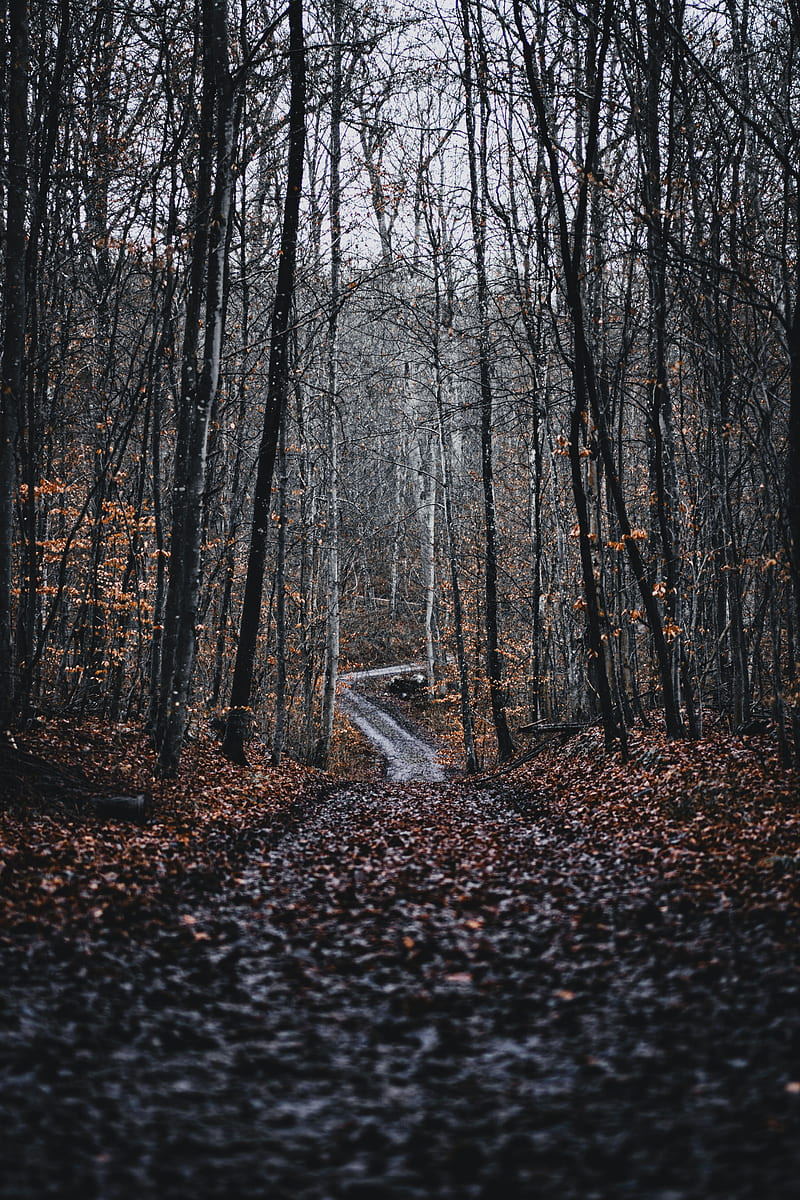 forest, road, trees, nature, fallen leaves, HD phone wallpaper