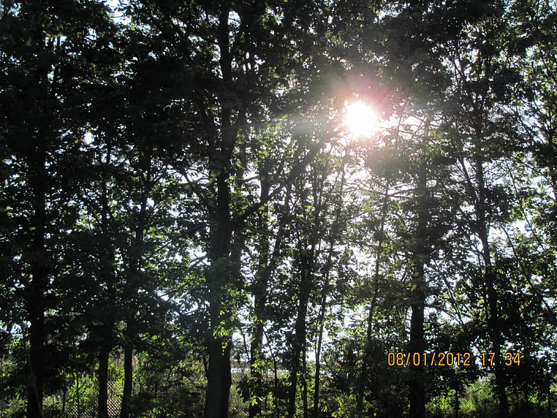 Sun And Trees, tree, sun shining, sunset, sun through trees, trees, HD wallpaper