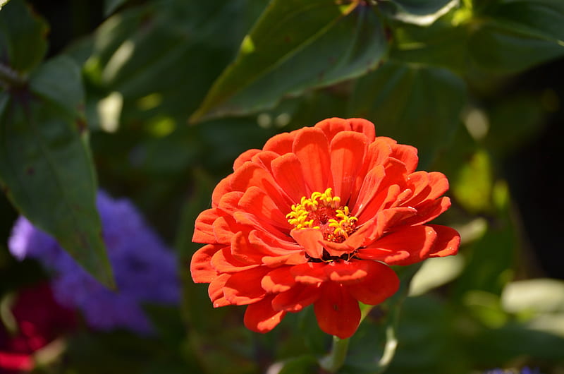 Zinnia, blossom, orange, plant, summer, garden, petals, HD wallpaper