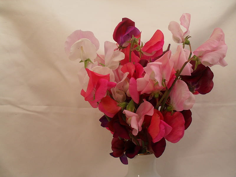 Sweet peas, flowers, bouqet, white, pink, HD wallpaper