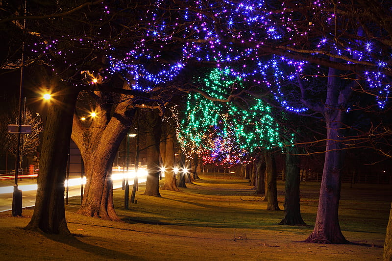 árboles decorados en el parque de la ciudad, navidad, paisajes urbanos,  parques, Fondo de pantalla HD | Peakpx