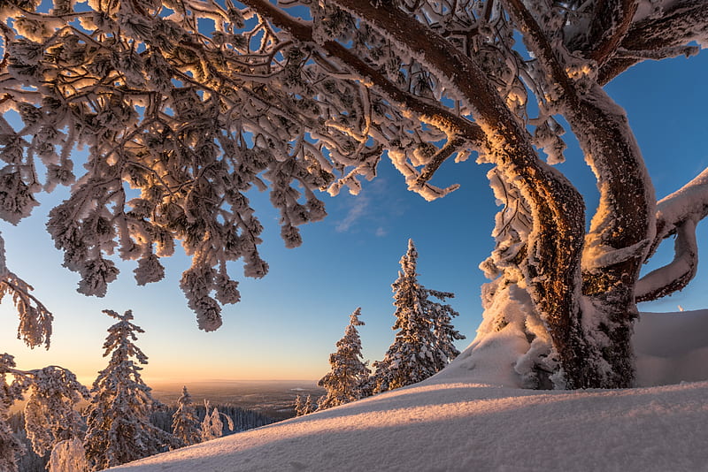 Finland, tree, peisaj, white, winter, iarna, blue, HD wallpaper