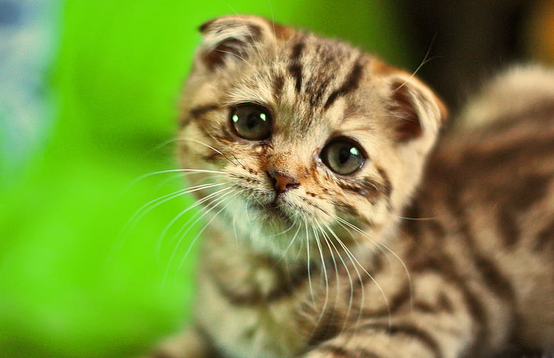 Little cute, sad Face, sad, cute, cats, animals, HD wallpaper | Peakpx