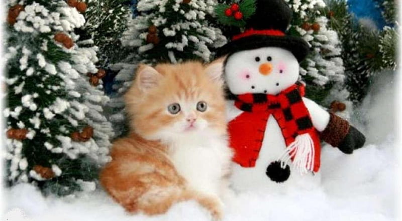 Christmas Kitty, christmas, cat, animals, kitty, HD wallpaper | Peakpx