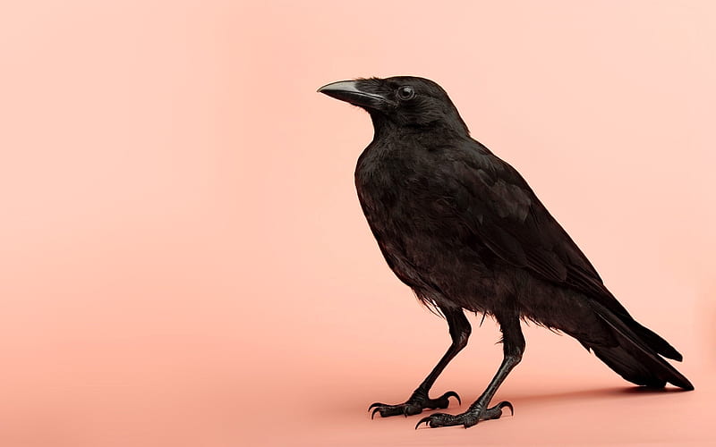 Raven, bird, pasare, black, crow, minimalistic, pink, HD wallpaper