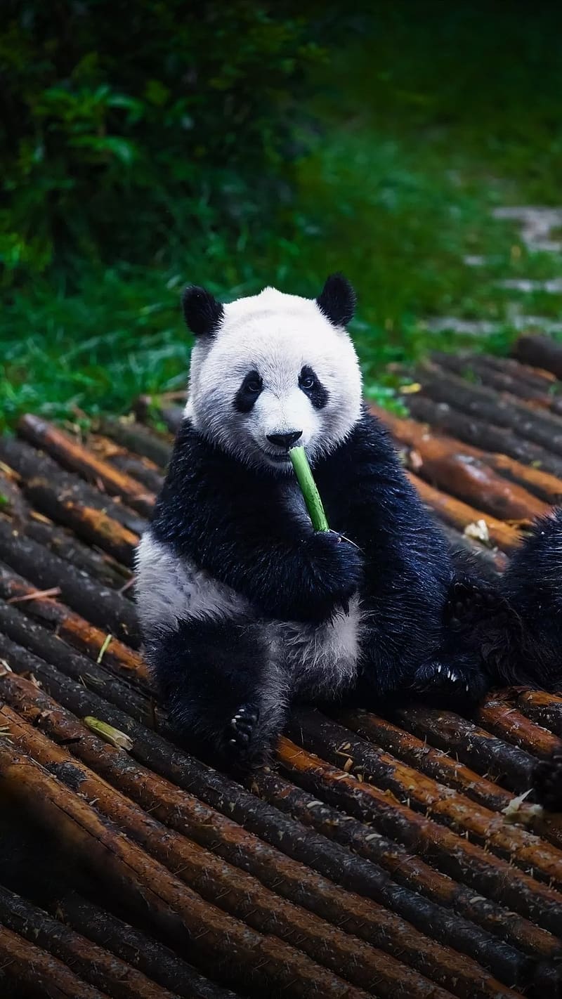 Panda Live, Eating Bamboo, animal, bear, HD phone wallpaper