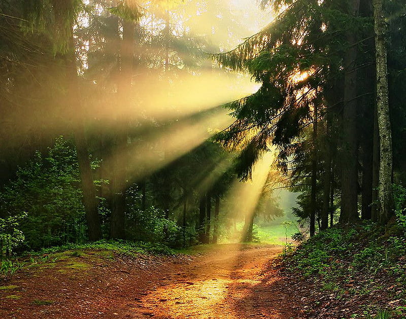 Sunrise at the forest, forest, sun, between, sunrise, morning, trees, green leaves, light, HD wallpaper