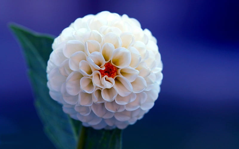 Dalia, flores blancas, dalias blancas, azul, flor blanca, dalias, flor,  flores, Fondo de pantalla HD | Peakpx
