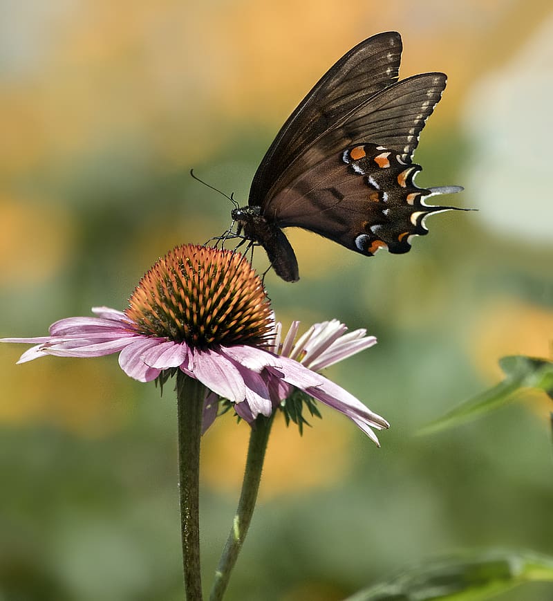 papilio glaucus, butterfly, wings, flower, macro, petals, HD phone wallpaper