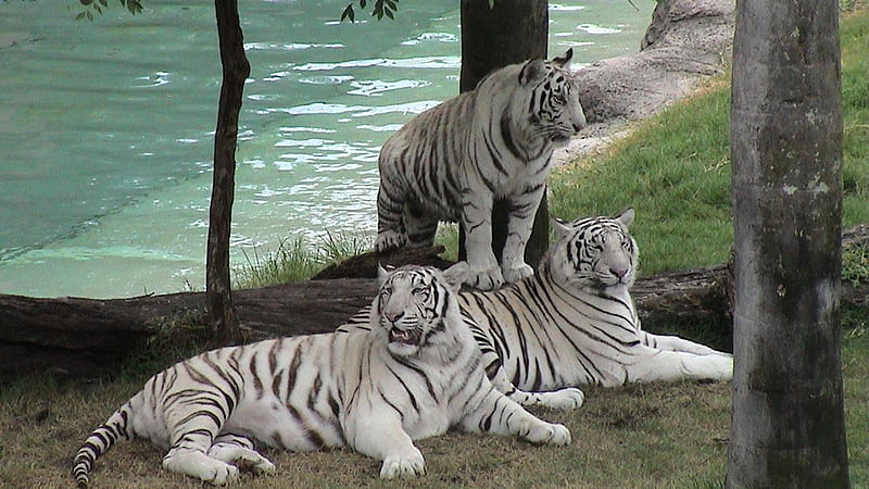 Three Bengal White Tigers In Water Background Tiger, HD wallpaper