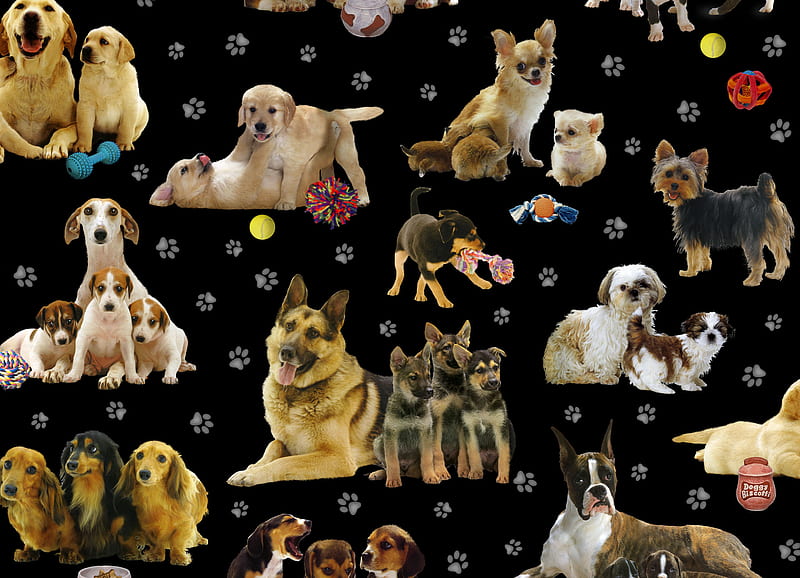 DOGS OF ALL KINDS, collage, puppies, dogs, HD wallpaper
