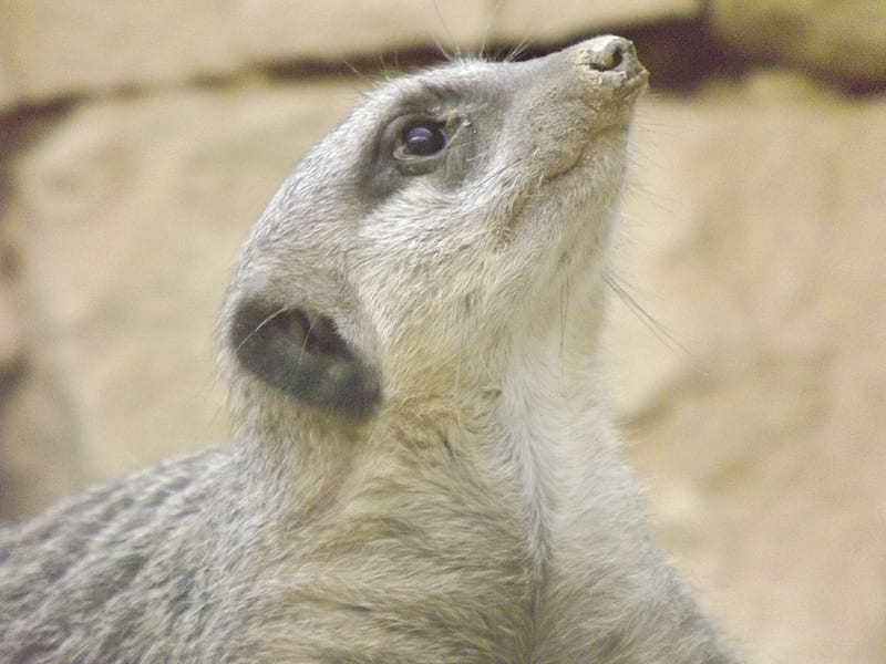 Meerkat Watching, meerkat, animal watching, meerkat sentry, sentry, meerkat watching birds, HD wallpaper