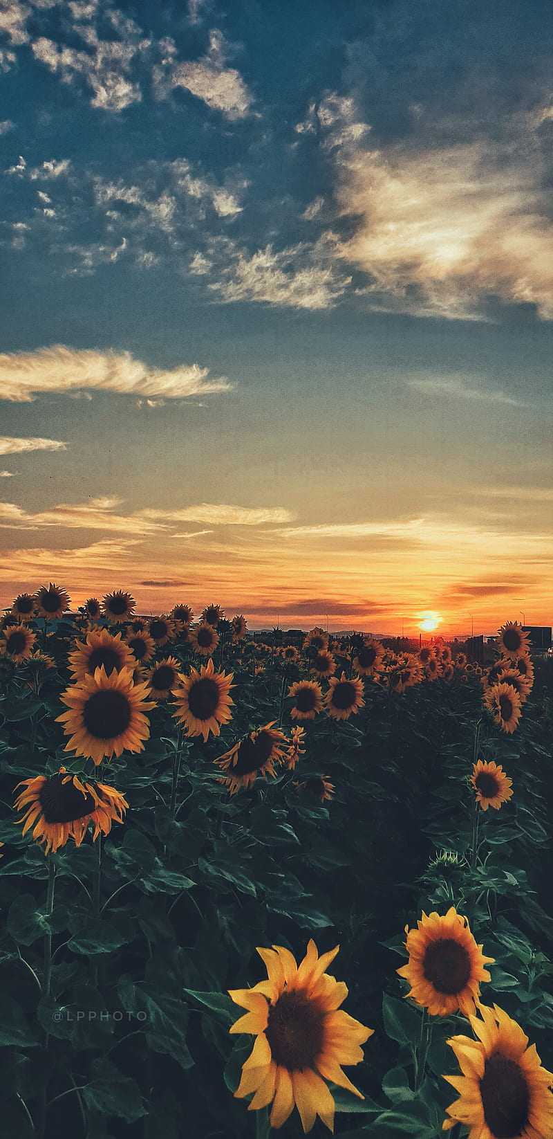 Sunflower Sunset, bonito, creative, nature, graphy, summer, HD phone  wallpaper | Peakpx