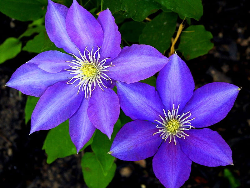 Hermosa clemátide, púrpura, grande, verano, flores, clemátide, naturaleza,  primavera, Fondo de pantalla HD | Peakpx
