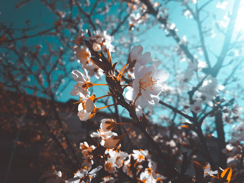 sakura, flowers, macro, white, flowering, HD wallpaper