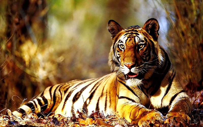 AMERICAN TIGER, stripes, tiger, cat, wild, HD wallpaper | Peakpx