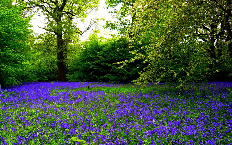 SPRING BED, forest, flowers, spring, plants, HD wallpaper