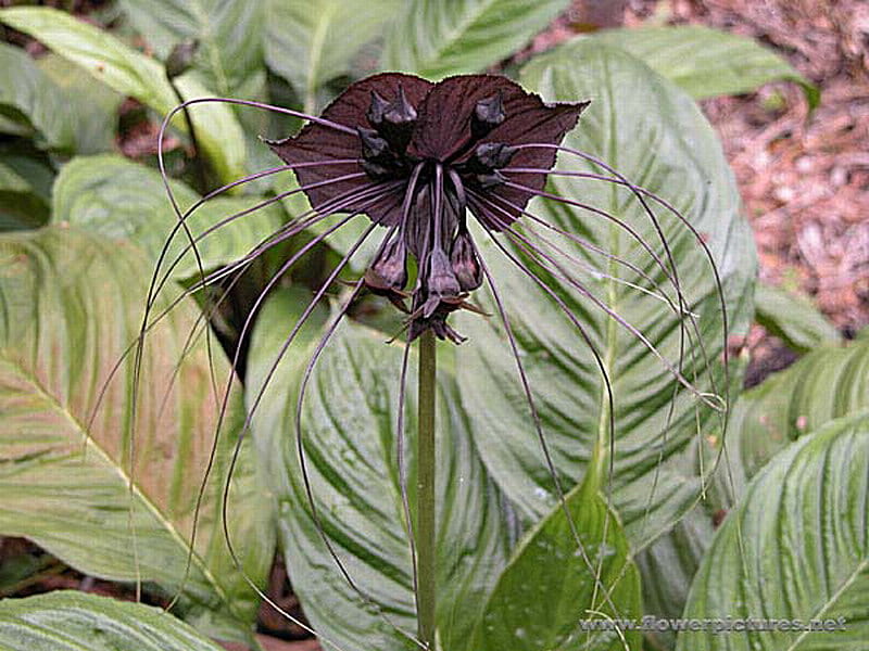 Extraña flor negra, flor, negra, extraña, planta, Fondo de pantalla HD |  Peakpx