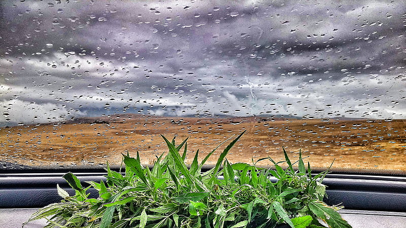 Weed And Rain On Glass Weed, HD wallpaper