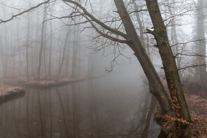 fog, reflection, branches, gloomy, HD wallpaper