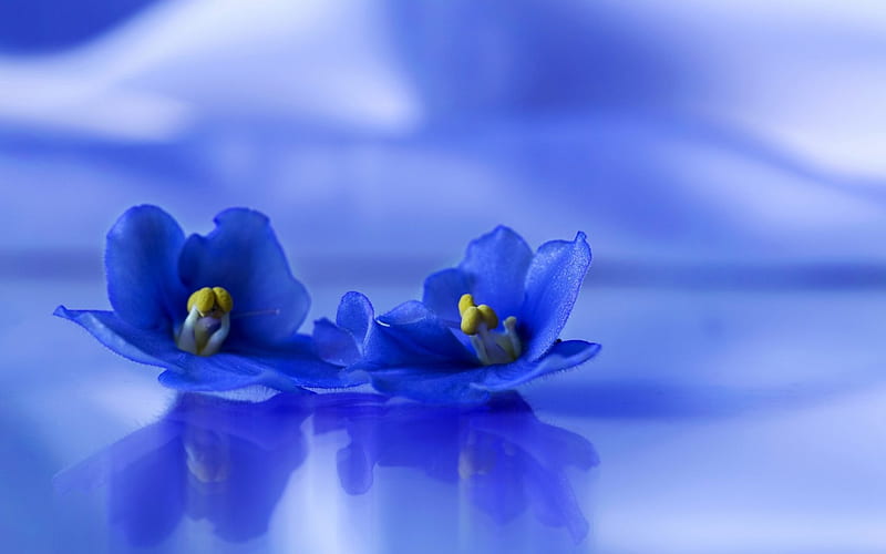 Violetas de parma azul, flor, violeta de parma, azul, pareja, Fondo de  pantalla HD | Peakpx