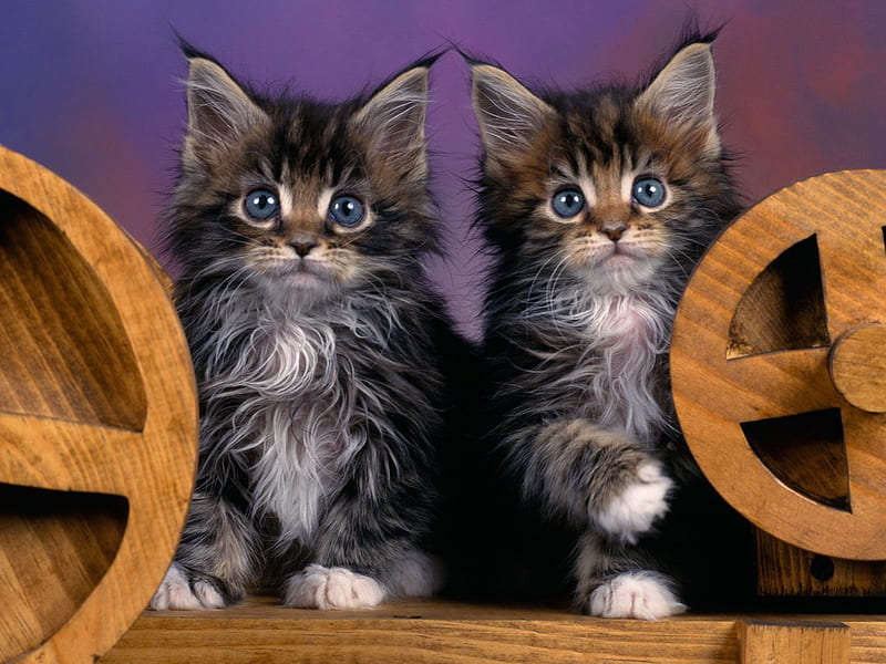 Silver Mackeral Tabby Maine Coon Kittens, gatitos, cats, HD wallpaper