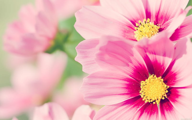 Cosmos-Fresh and natural flowers, HD wallpaper