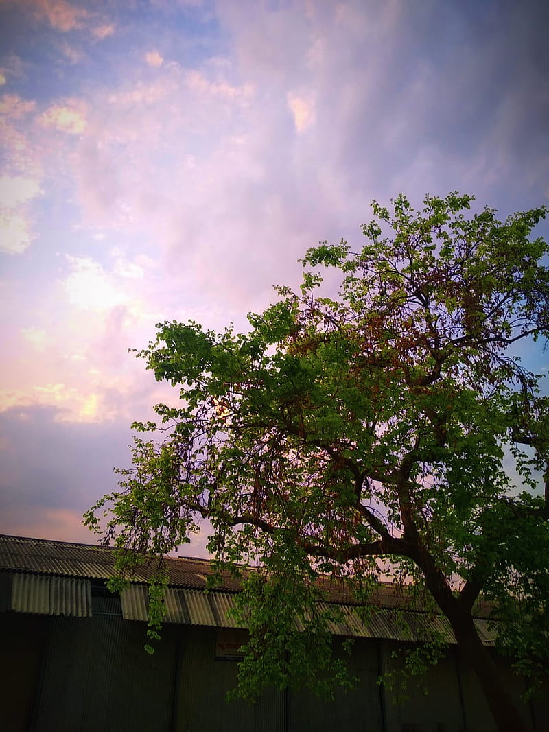 Evening scene, geenary, natural beauty, save tree, sunset, HD mobile ...