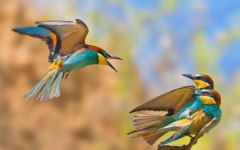 *** Bee-eaters ***, birds, bird, animals, animal, HD wallpaper