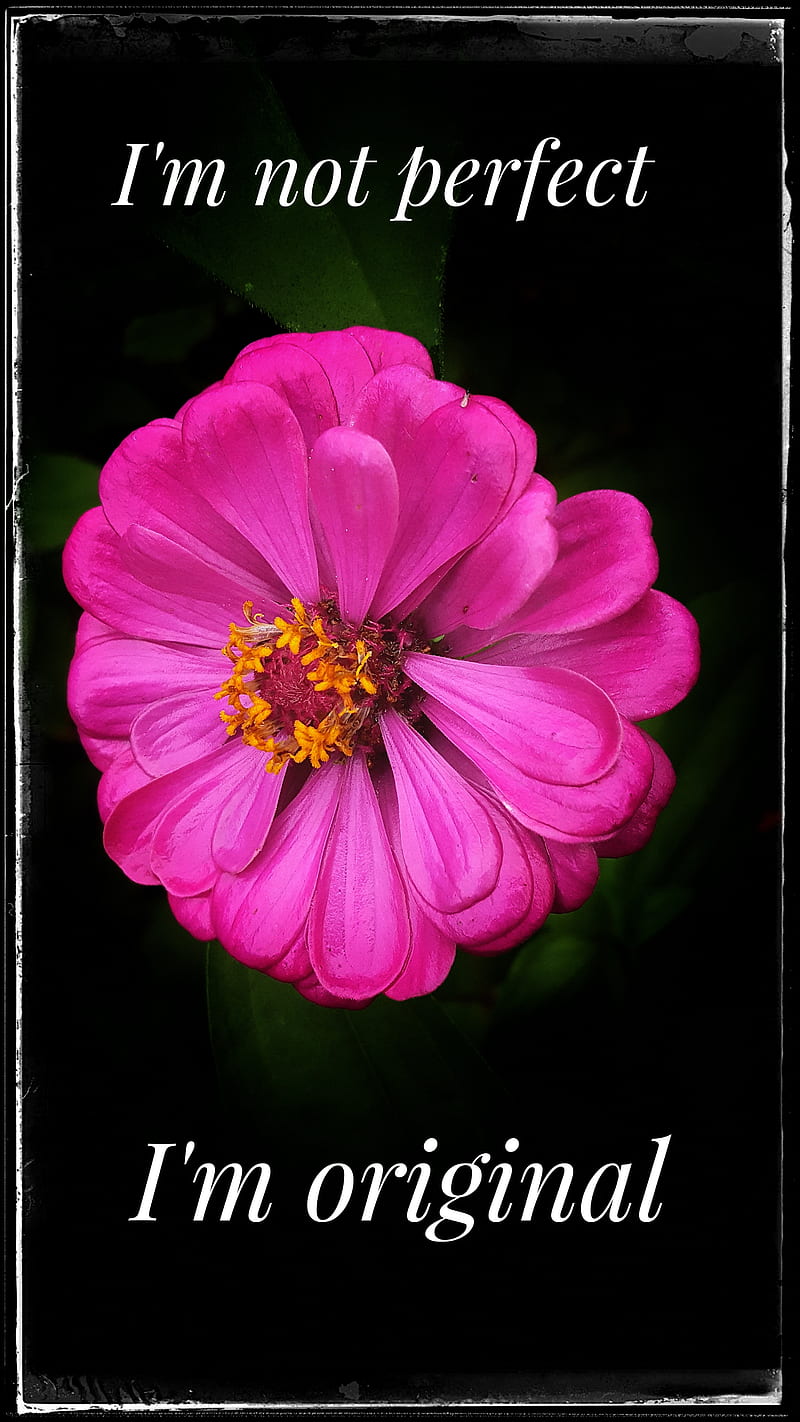 Pink perfection, beauty, black, flower, love, original, perfect, petals, quotes, HD phone wallpaper