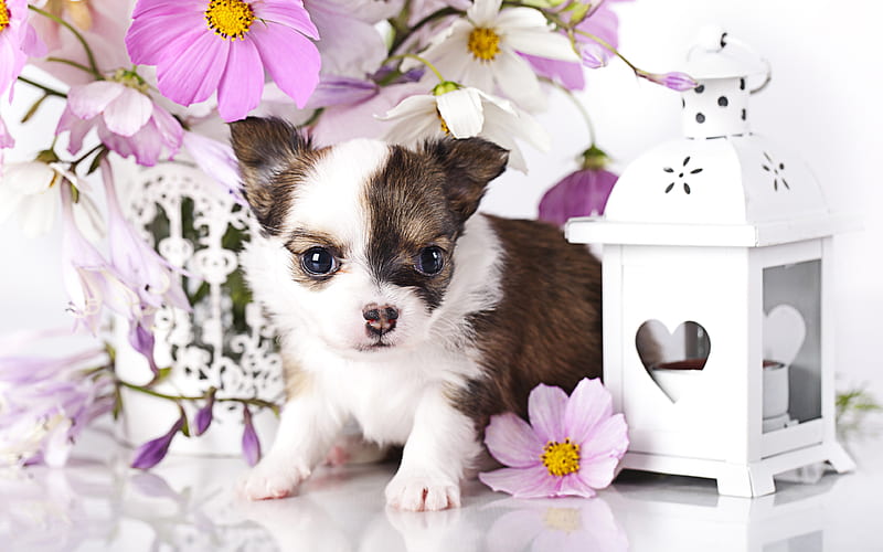 Chihuahua, dogs, puppy, brown chihuahua, ckose-up, cute animals, pets, Chihuahua Dog, HD wallpaper