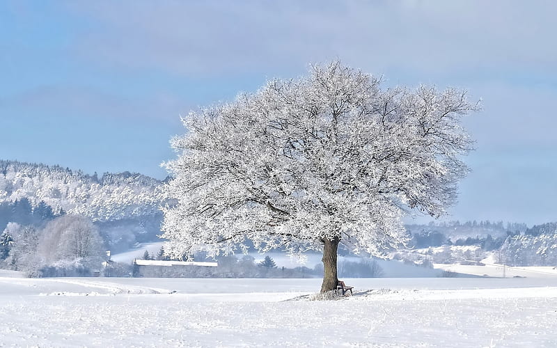árbol de invierno, árbol, nieve, campo, invierno, Fondo de pantalla HD |  Peakpx