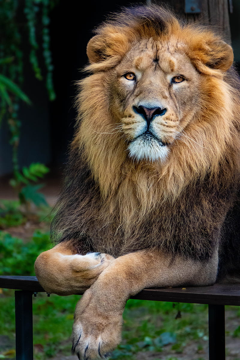 lion, glance, animal, predator, king of beasts, big cat, HD phone wallpaper