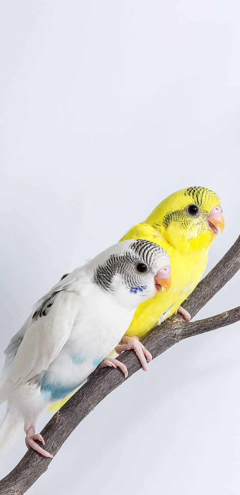 Love birds , love birds, HD phone wallpaper