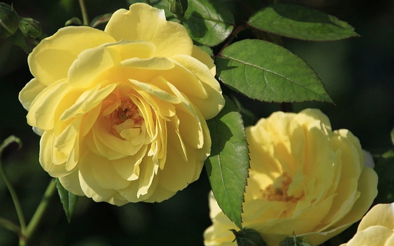 Yellow Roses, bright, yellow, flowers, roses, HD wallpaper | Peakpx