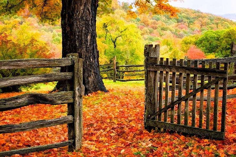 Autumn gate., fence, gate, fall, autumn, tree, nature, leaf, HD wallpaper