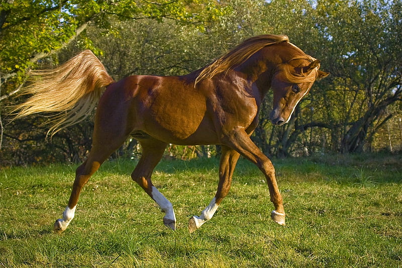 Majestic Sorrel Arabian, animals, horses, sorrel, arabian, HD wallpaper