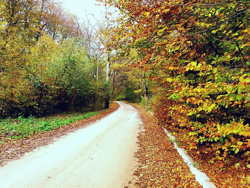 autumn in the park, Kosovo, Park, Trees, Street, HD wallpaper