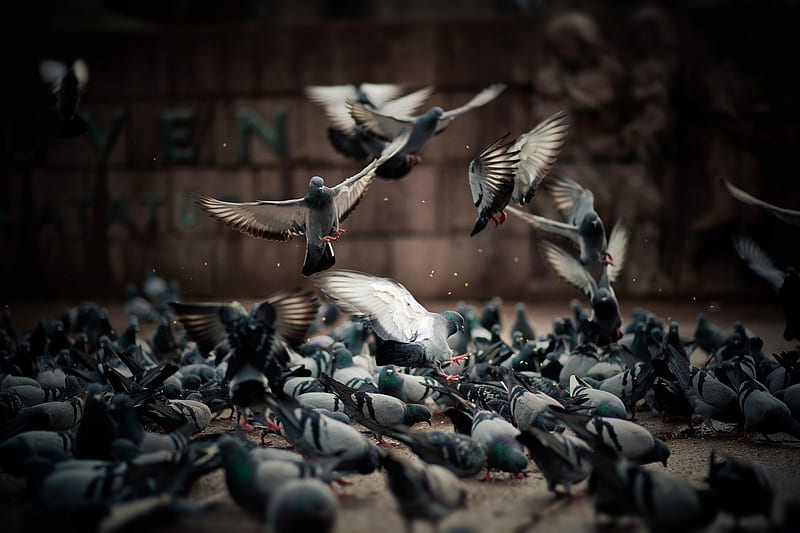 *** A flock of pigeons ***, bird, birds, pigeons, flock, animals, animal, HD wallpaper