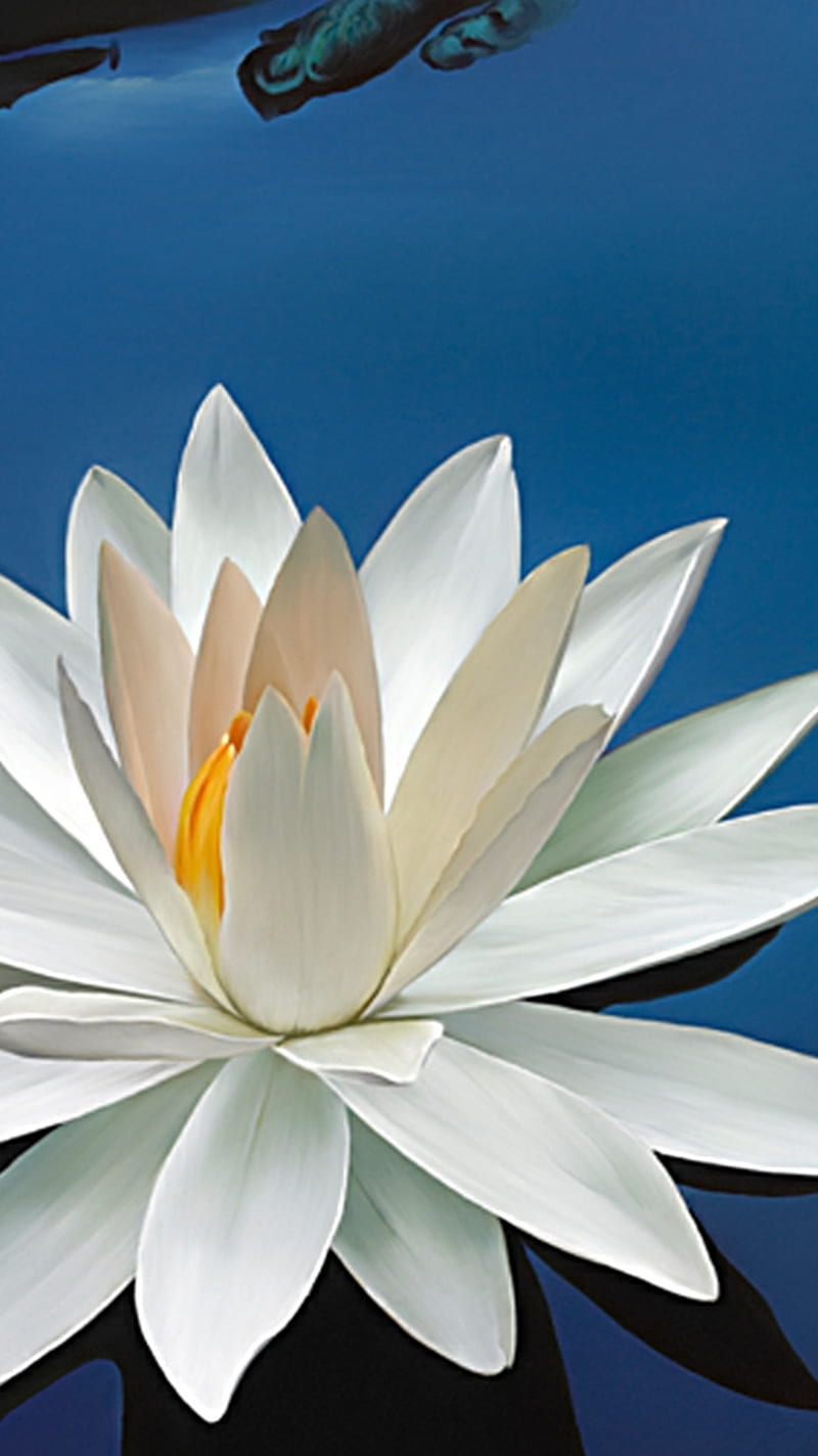 White flower, bonito, blue, flower, flowers, love, nature, nice, white,  yellow, HD phone wallpaper | Peakpx