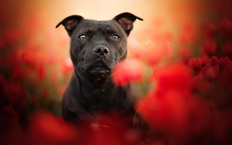 Staffordshire Bull Terrier, close-up, black dog, dogs, pets, flowers, Staffordshire Bull Terrier Dog, HD wallpaper