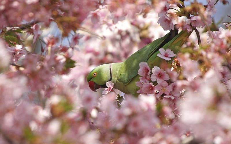 Ringed Parrot, ringed, birds, flowers, parrot, trees, animals, HD wallpaper