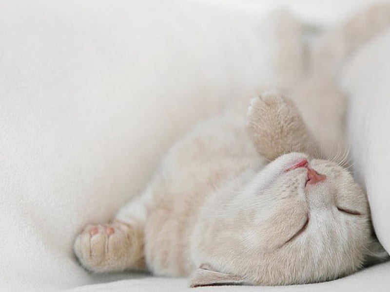 sleeping princess, princess, sleeping, HD wallpaper sleeping princess, princess, sleeping, HD wallpaper