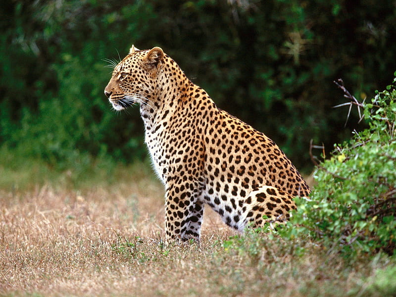 leopard, lookout, HD wallpaper