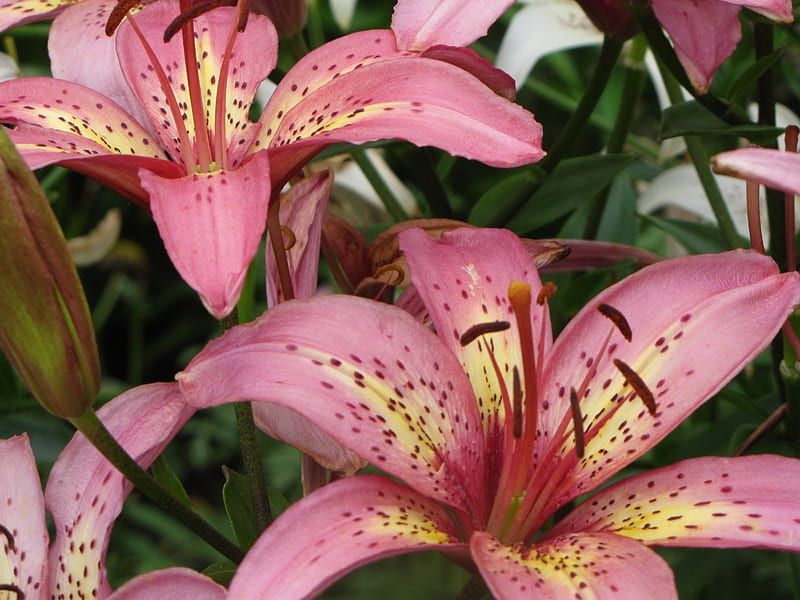 ASIATIC PINK LILIES, lilies, nature, pink, asiatic, HD wallpaper